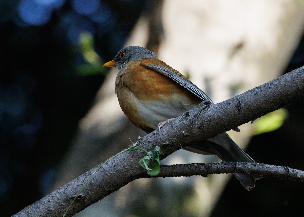 Rufous-backed Robin - ML644993966