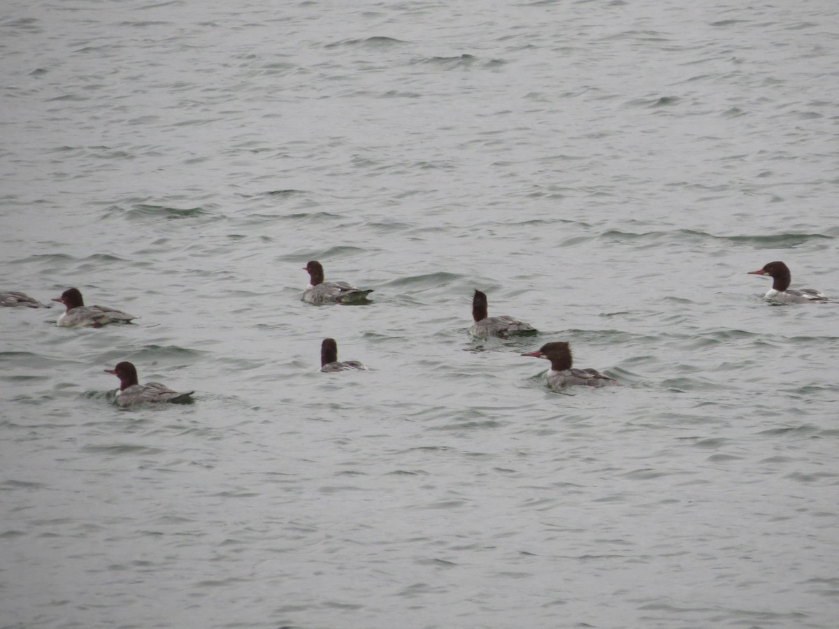 Common Merganser - ML644993975