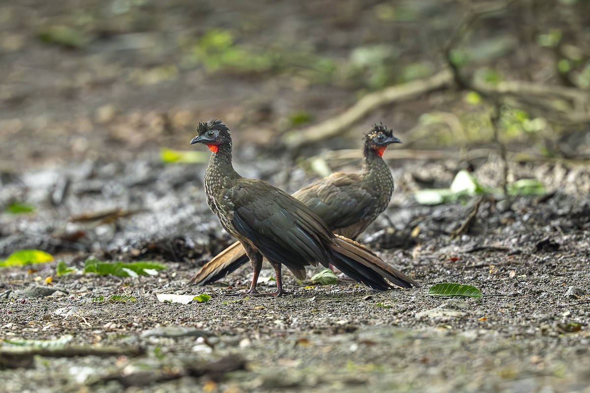Crested Guan - ML644993994