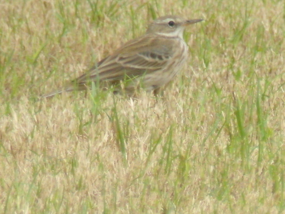 Water Pipit - ML644994008