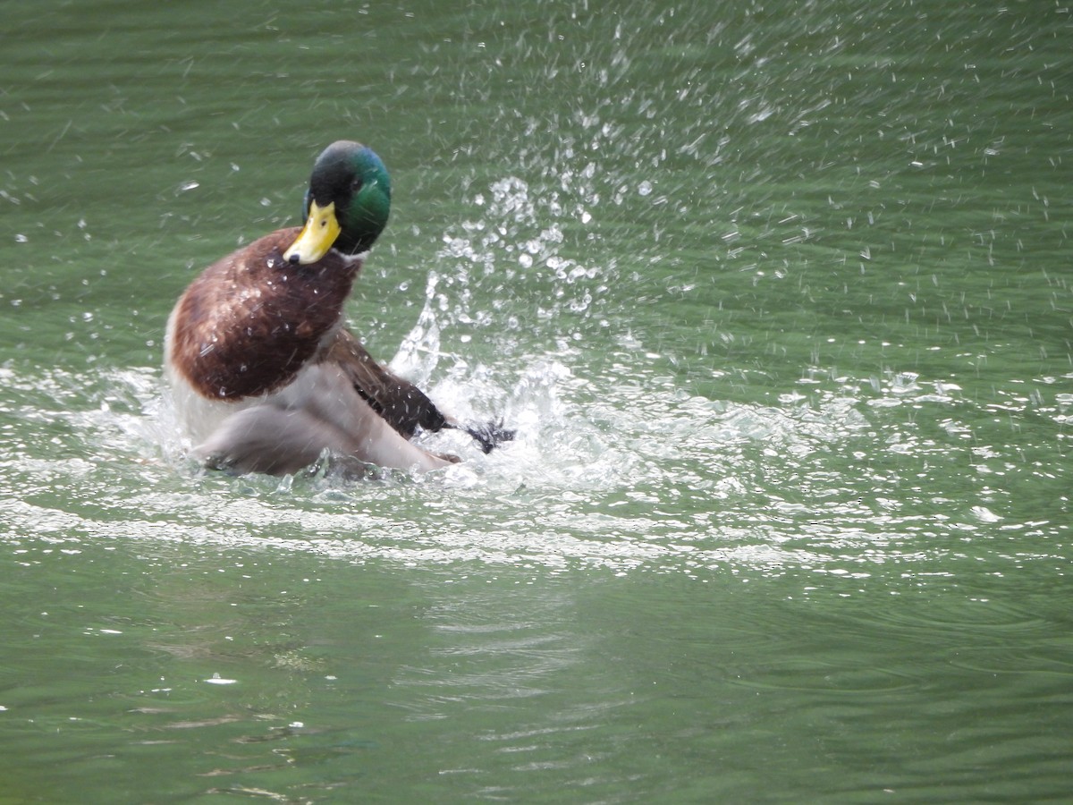 Mallard - ML644994017