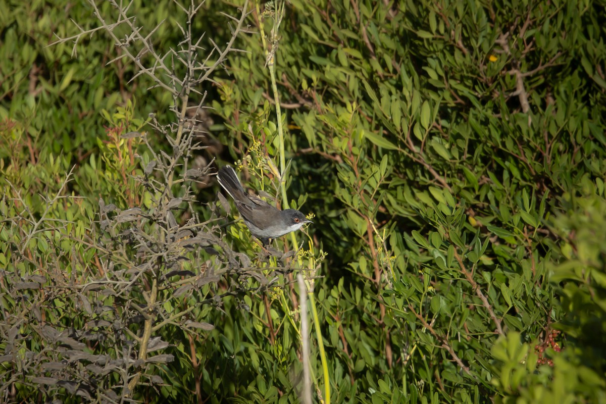 Sardinian Warbler - ML644994021