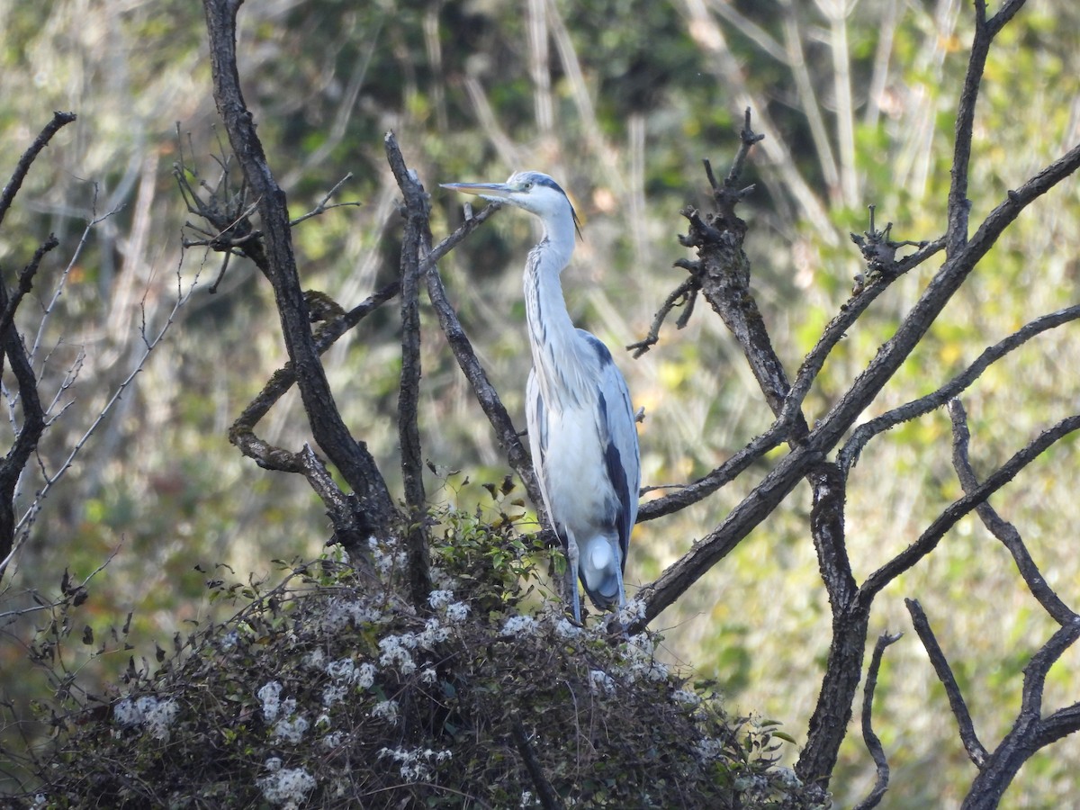 Gray Heron - ML644994027