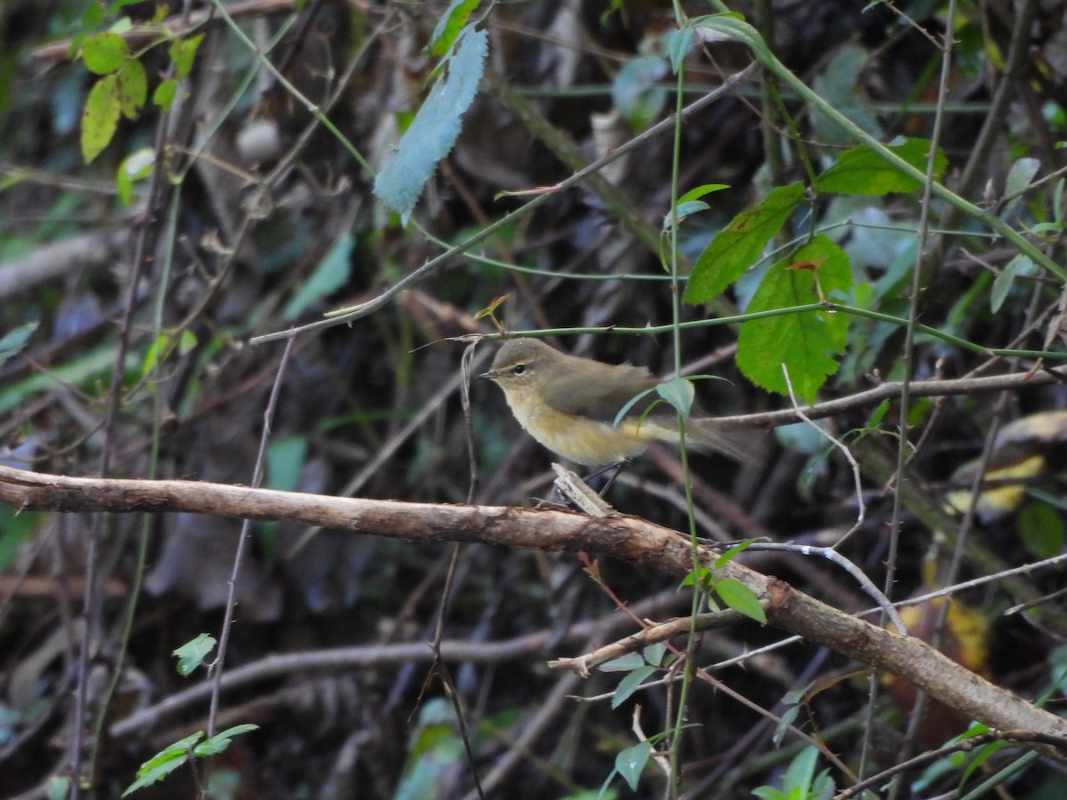 Common Chiffchaff - ML644994047