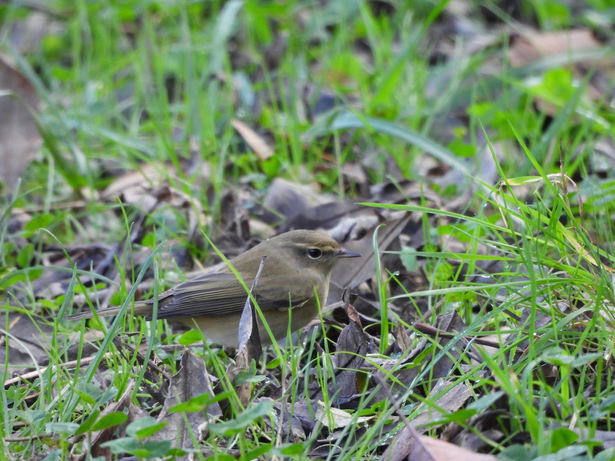 Common Chiffchaff - ML644994048