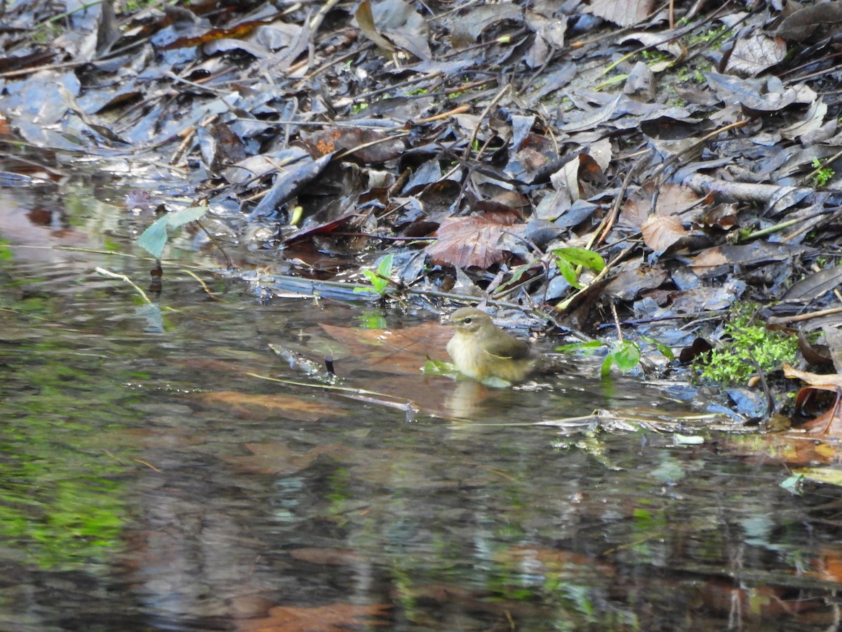 Common Chiffchaff - ML644994049