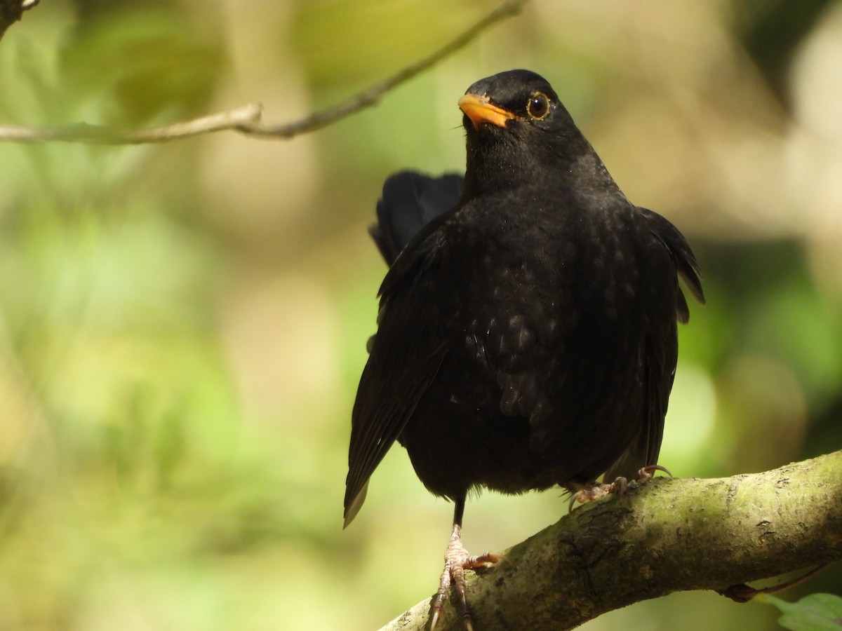 Eurasian Blackbird - ML644994063