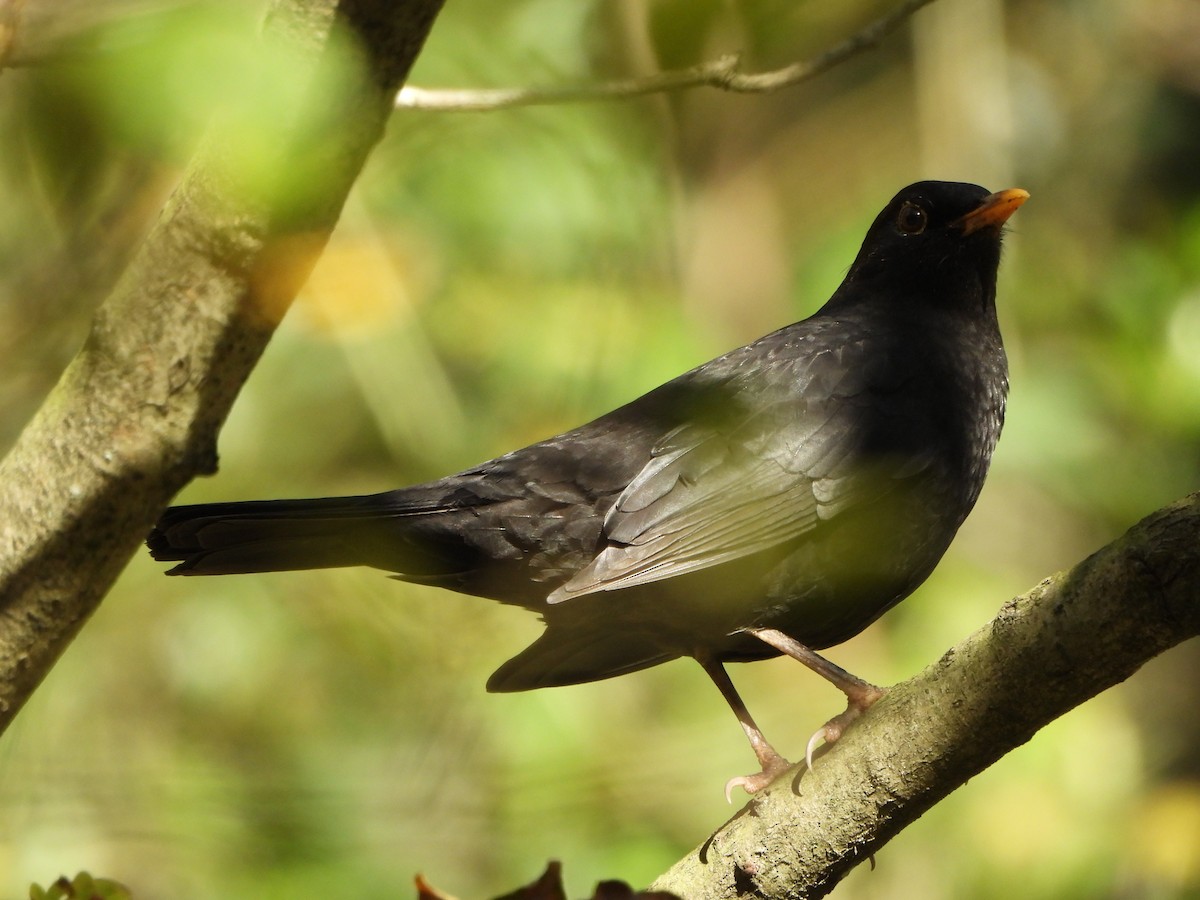 Eurasian Blackbird - ML644994064