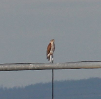 kongevåk - ML644994067