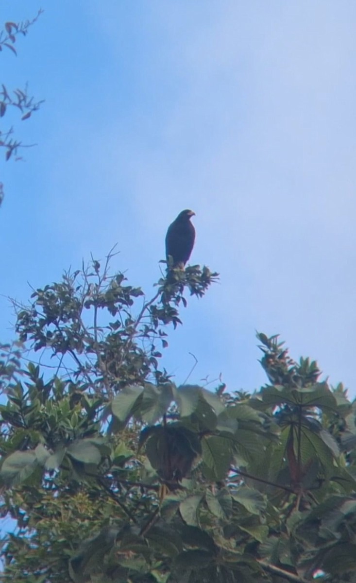 Great Black Hawk - ML644994069