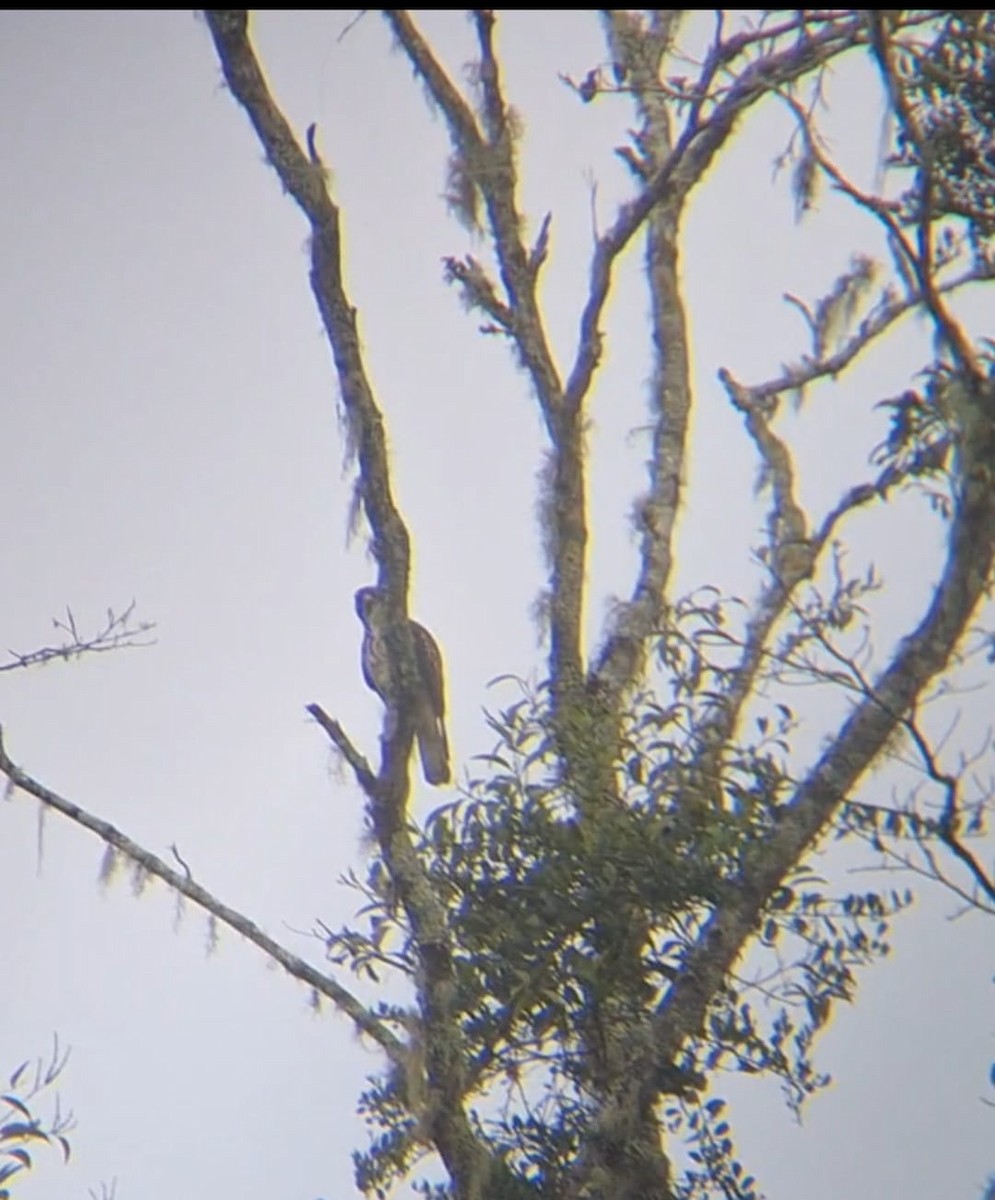 Broad-winged Hawk - ML644994071
