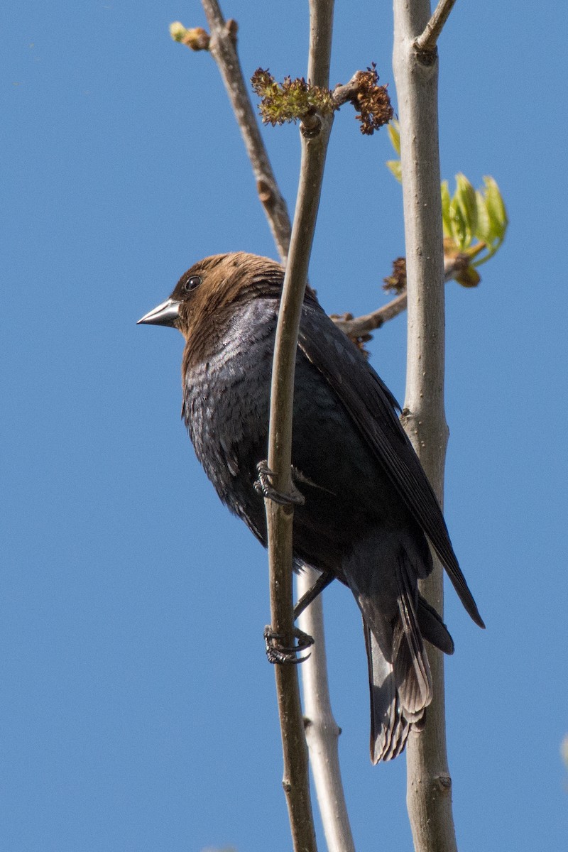 brunhodetrupial - ML644994074