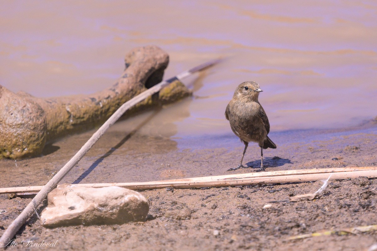 Andean Negrito - ML644994081