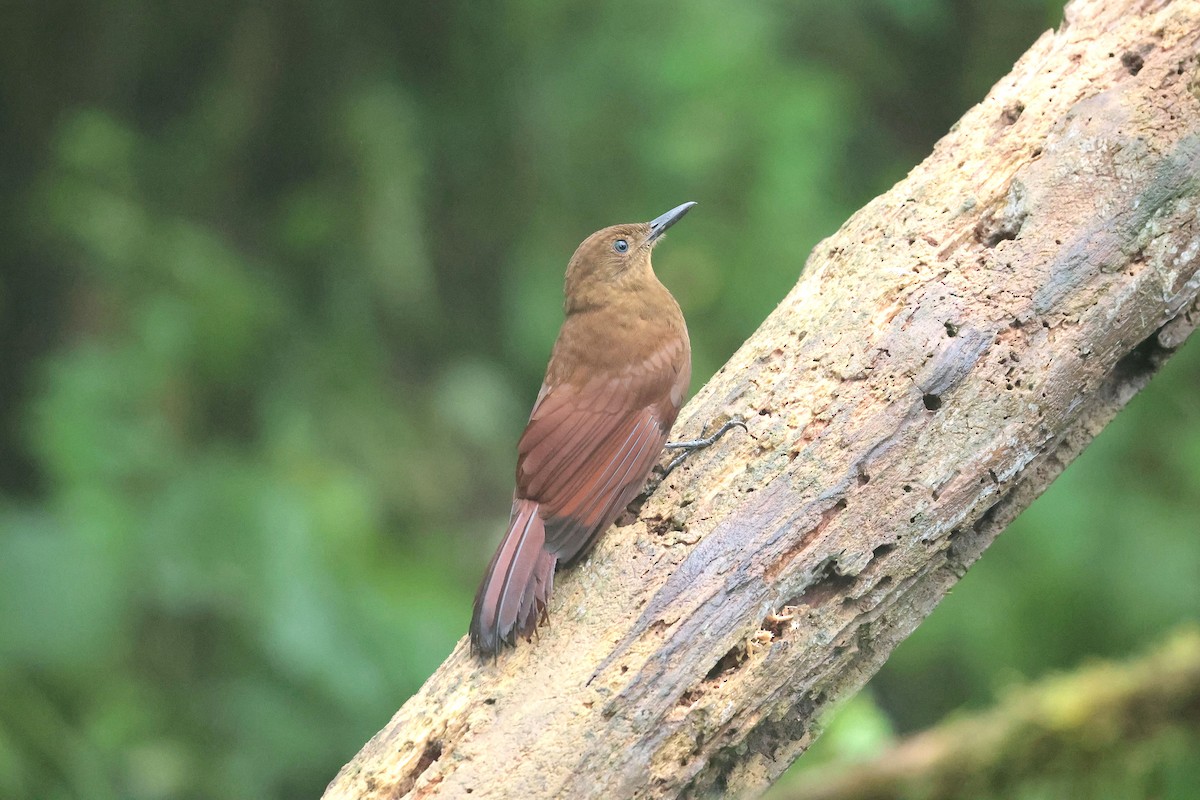 Дятловый древолаз - ML644994102