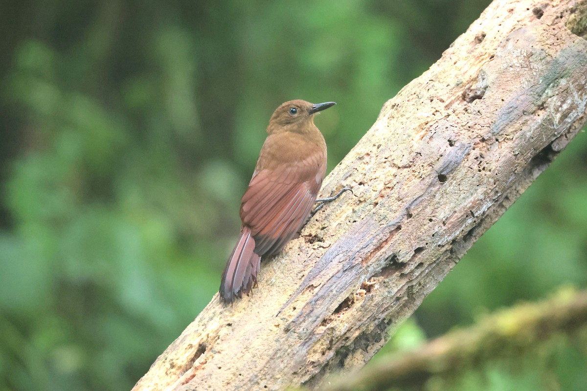 Дятловый древолаз - ML644994103