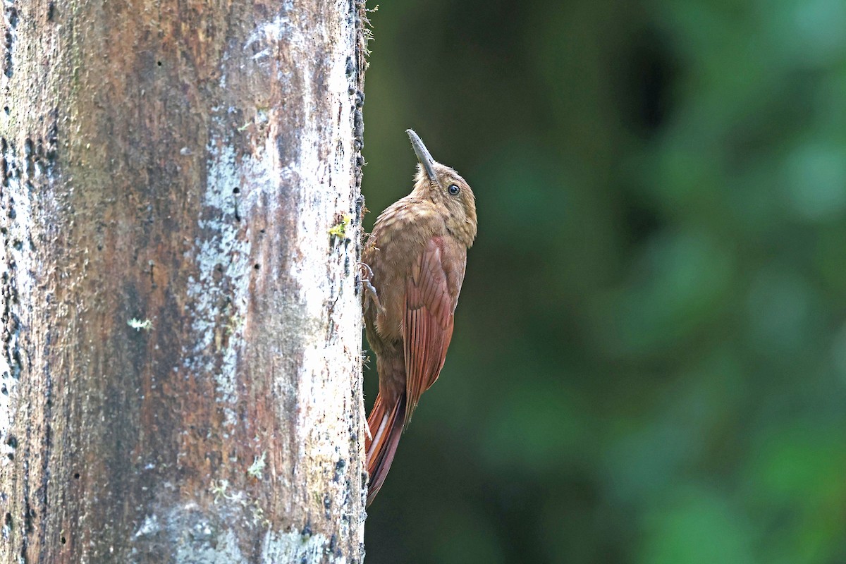 Дятловый древолаз - ML644994105