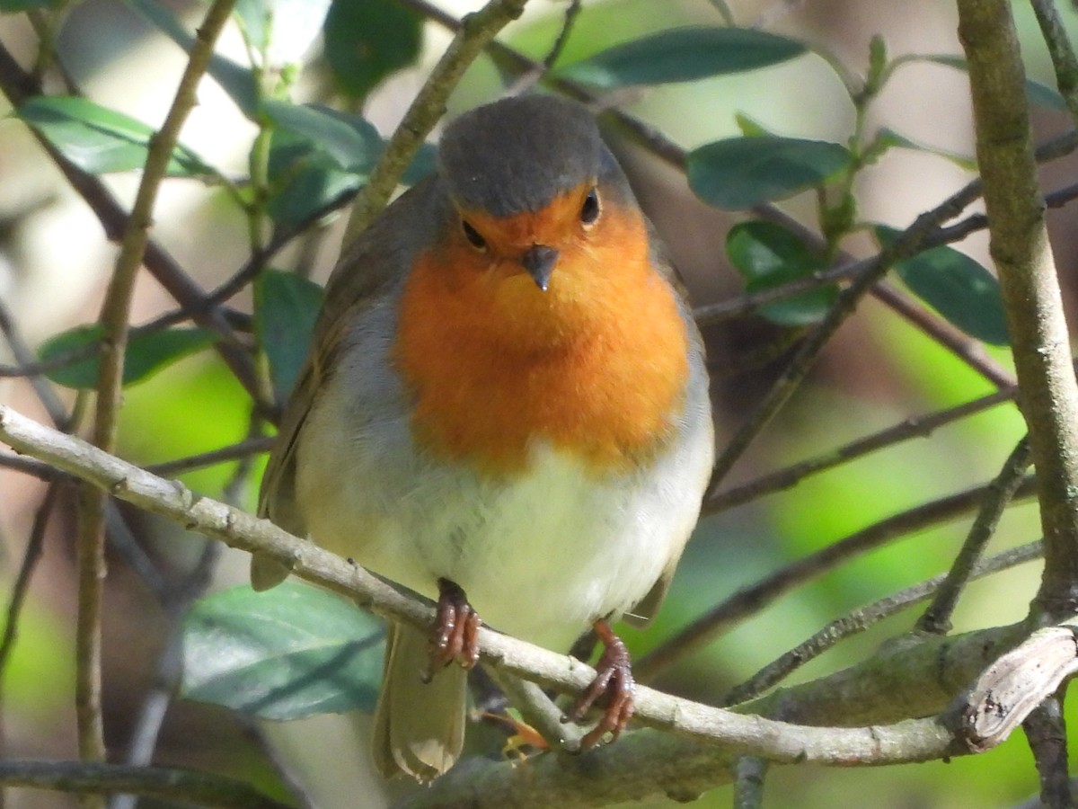 European Robin - ML644994106