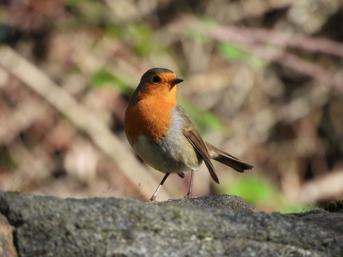 European Robin - ML644994107