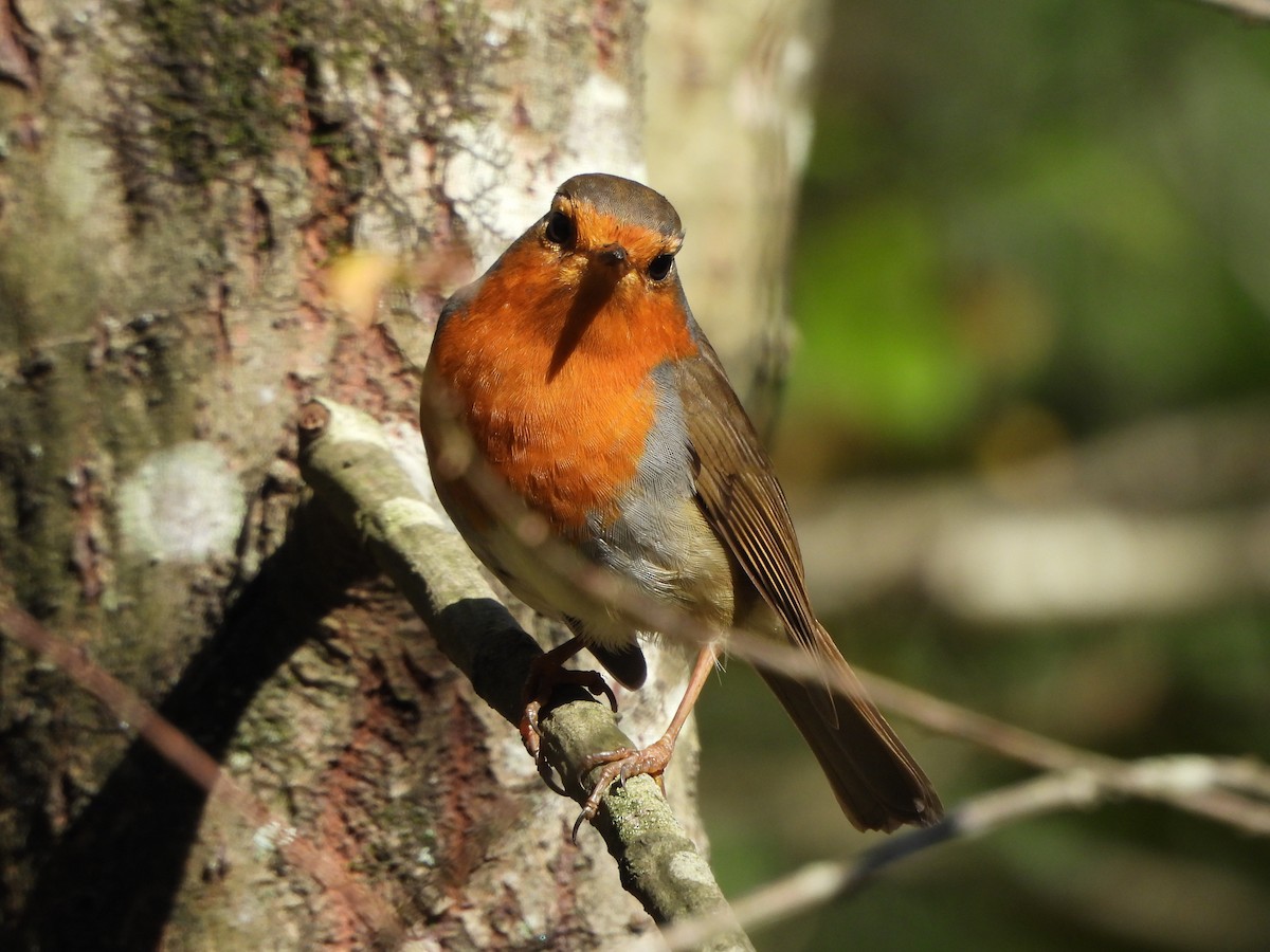 European Robin - ML644994108