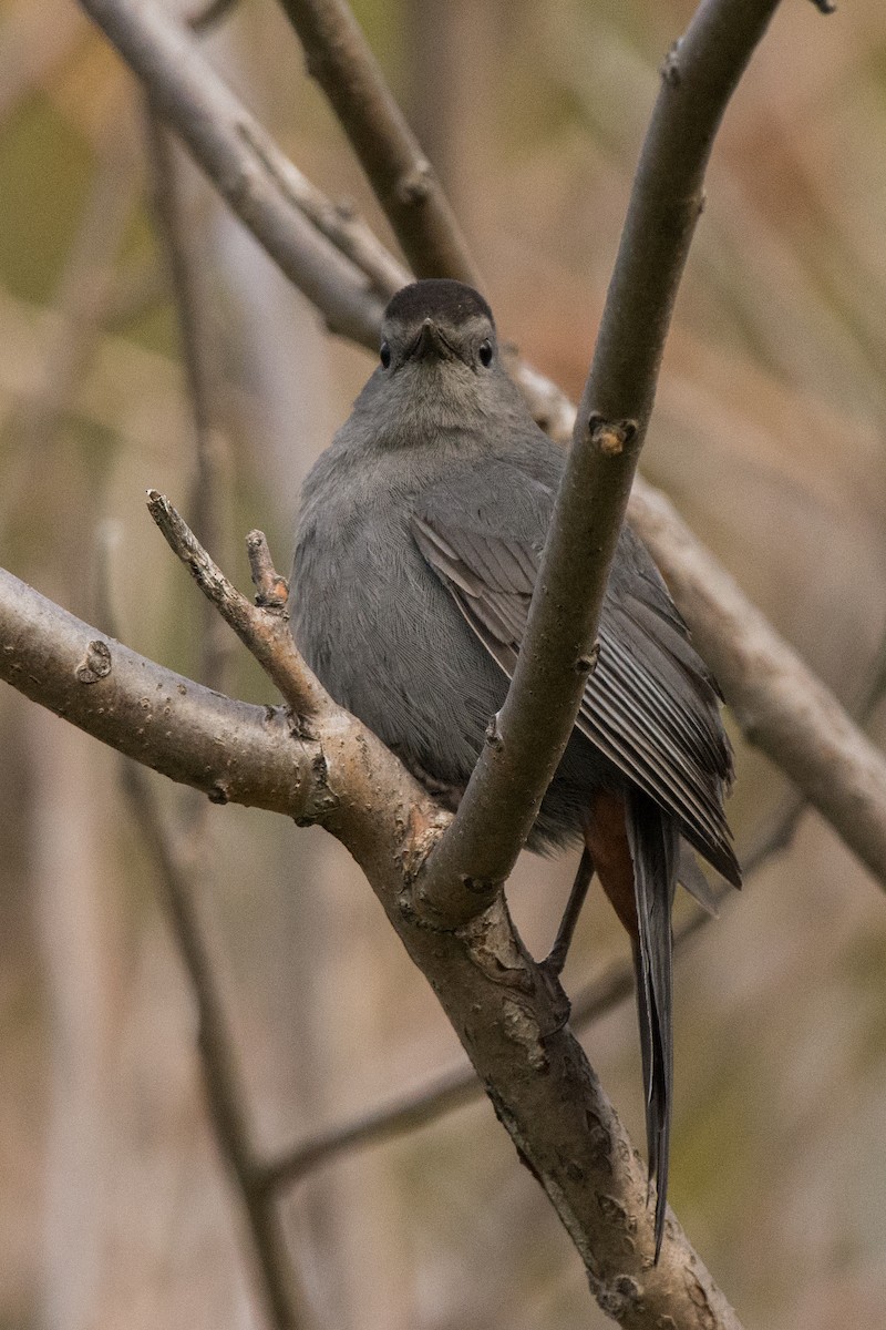 Moqueur chat - ML644994109