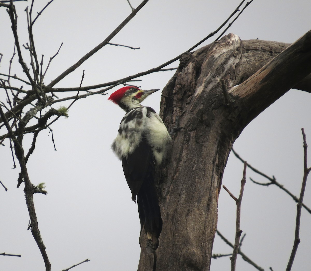 Pileated Woodpecker - ML644994114