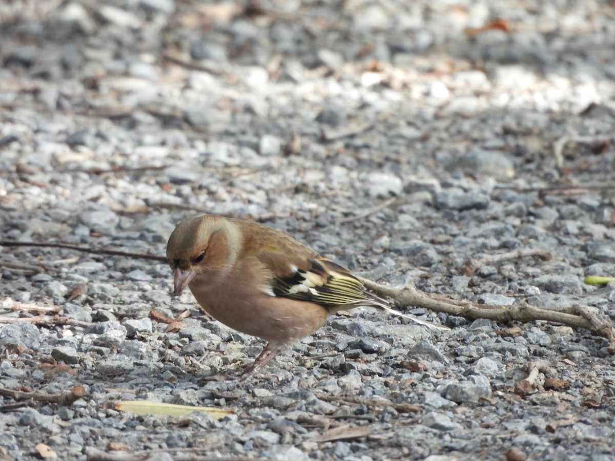 Common Chaffinch - ML644994121