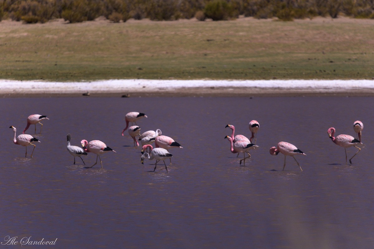 James's Flamingo - ML644994135