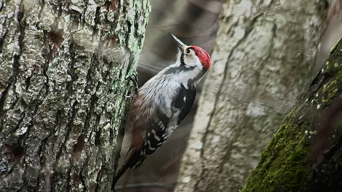 White-backed Woodpecker - ML644994150
