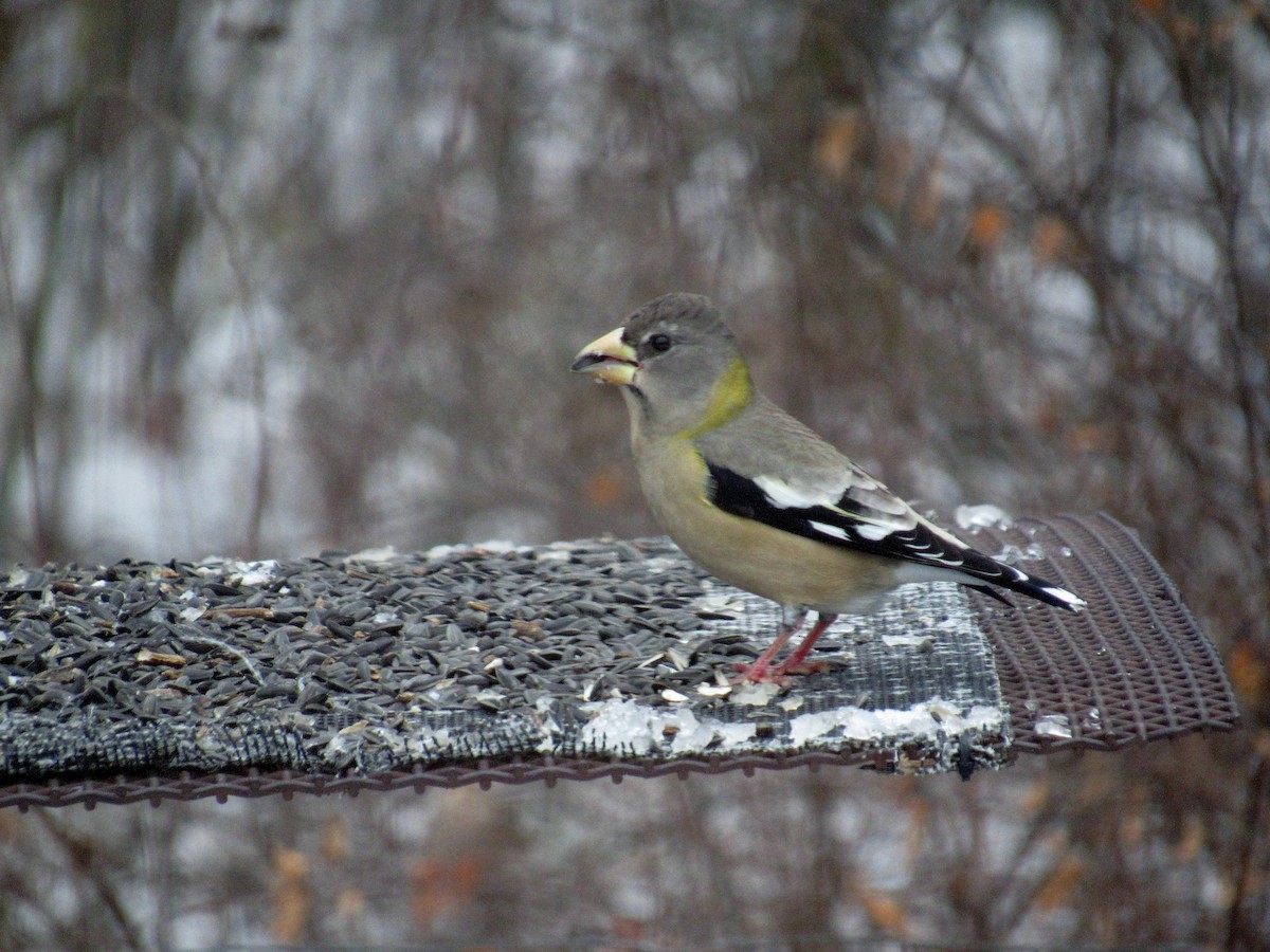 Evening Grosbeak - ML644994196