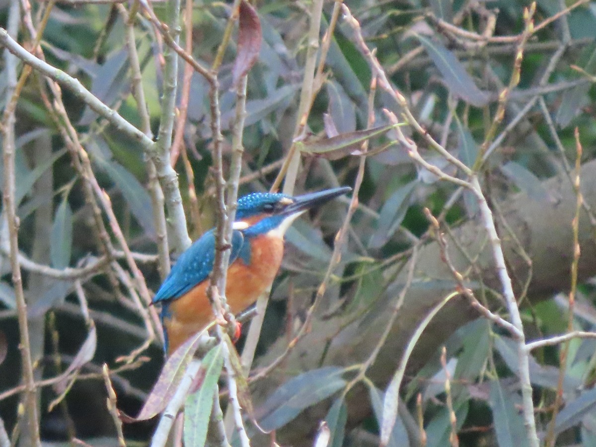 Common Kingfisher - ML644994199