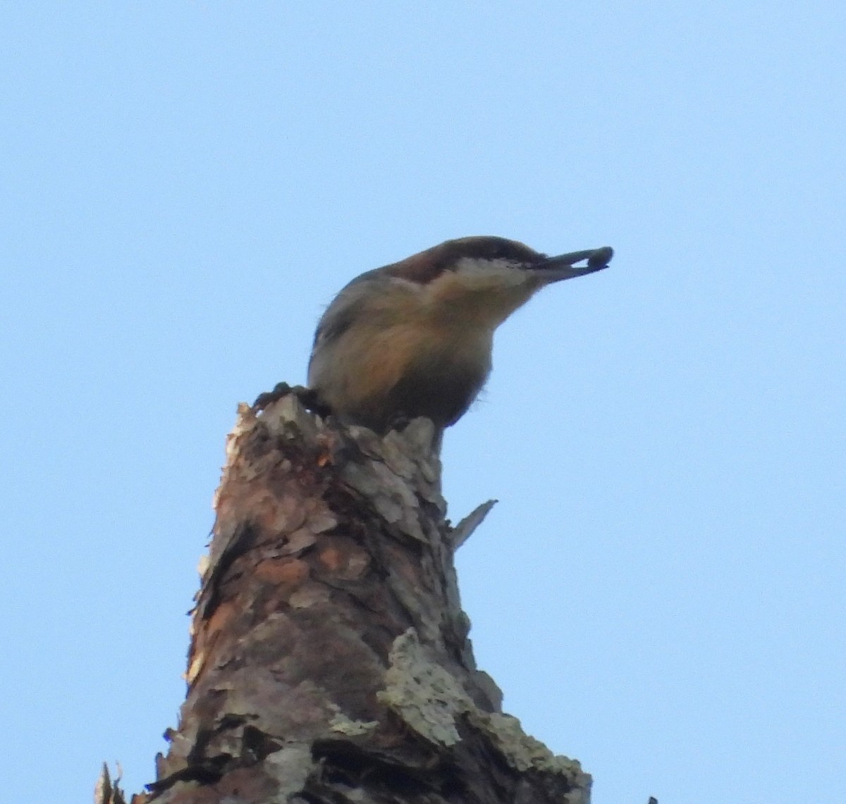 Trepador Cabecipardo - ML644994207