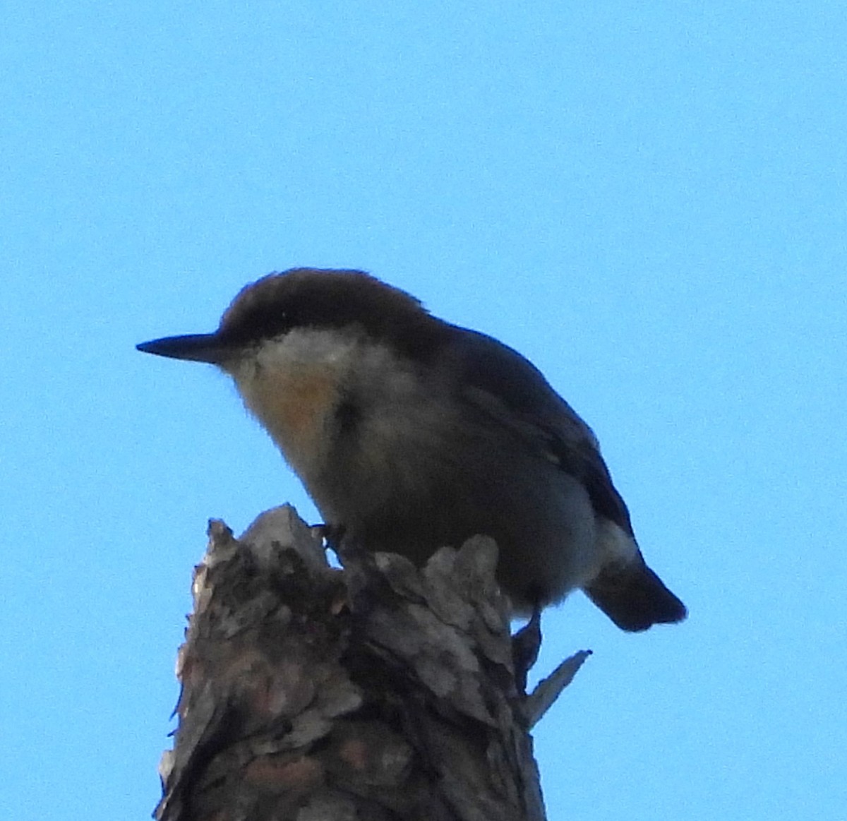 Trepador Cabecipardo - ML644994208