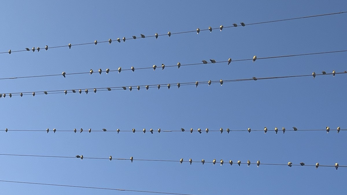 Yellow-footed Green-Pigeon - ML644994209