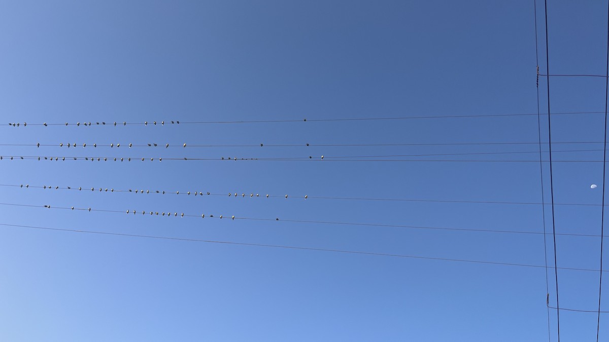 Yellow-footed Green-Pigeon - ML644994210