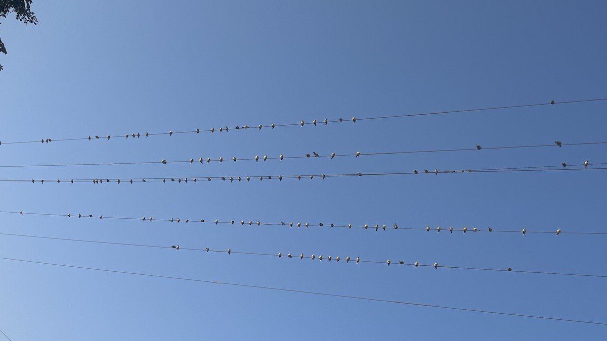 Yellow-footed Green-Pigeon - ML644994211