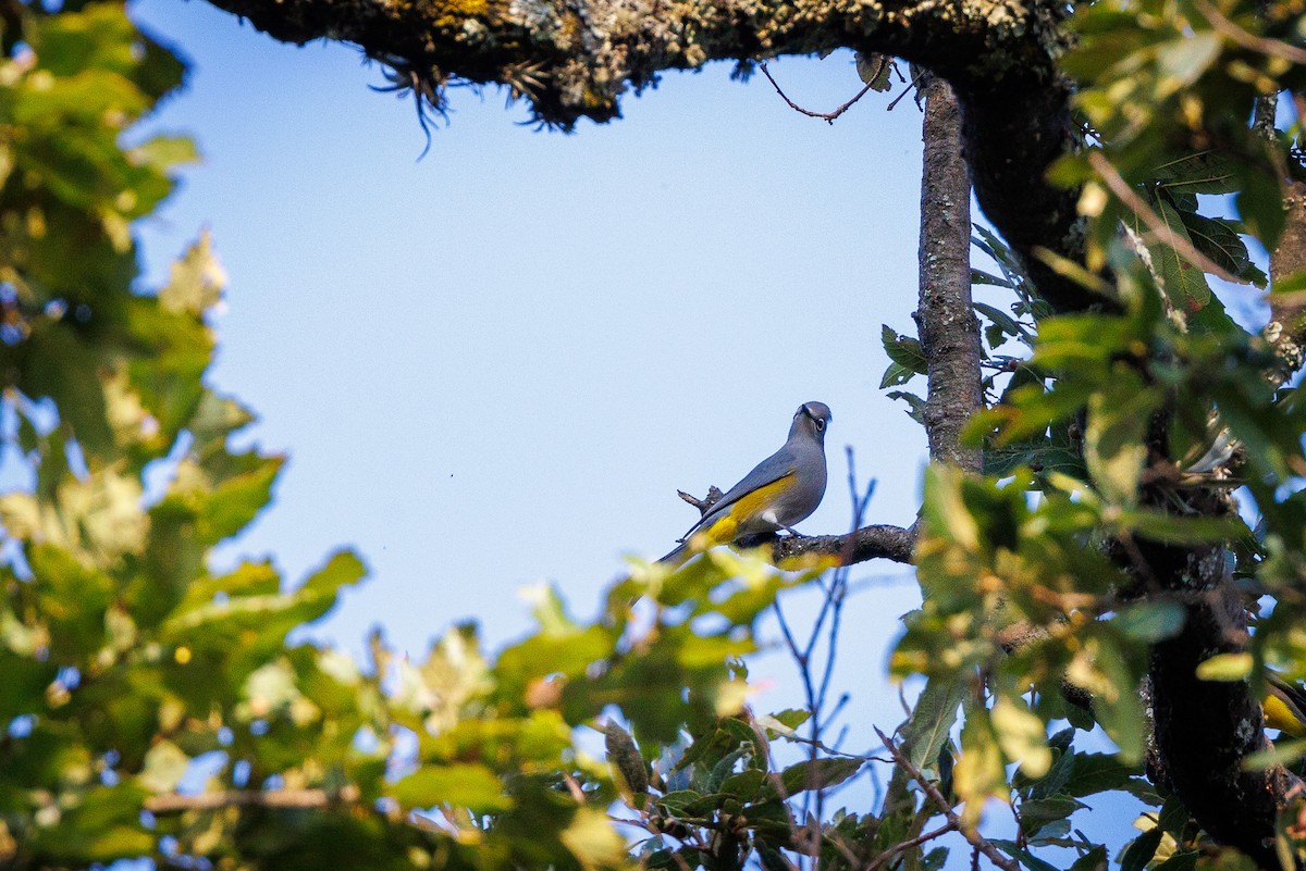 Gray Silky-flycatcher - ML644994219