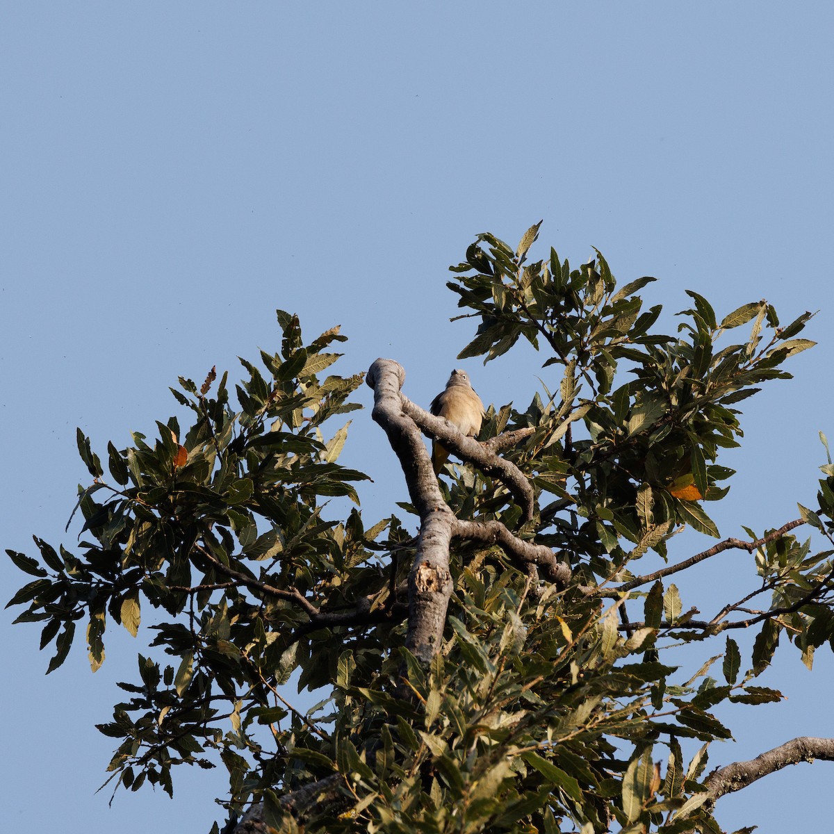 Gray Silky-flycatcher - ML644994220
