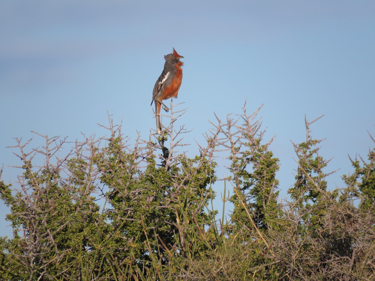 Рара червоновола - ML644994222
