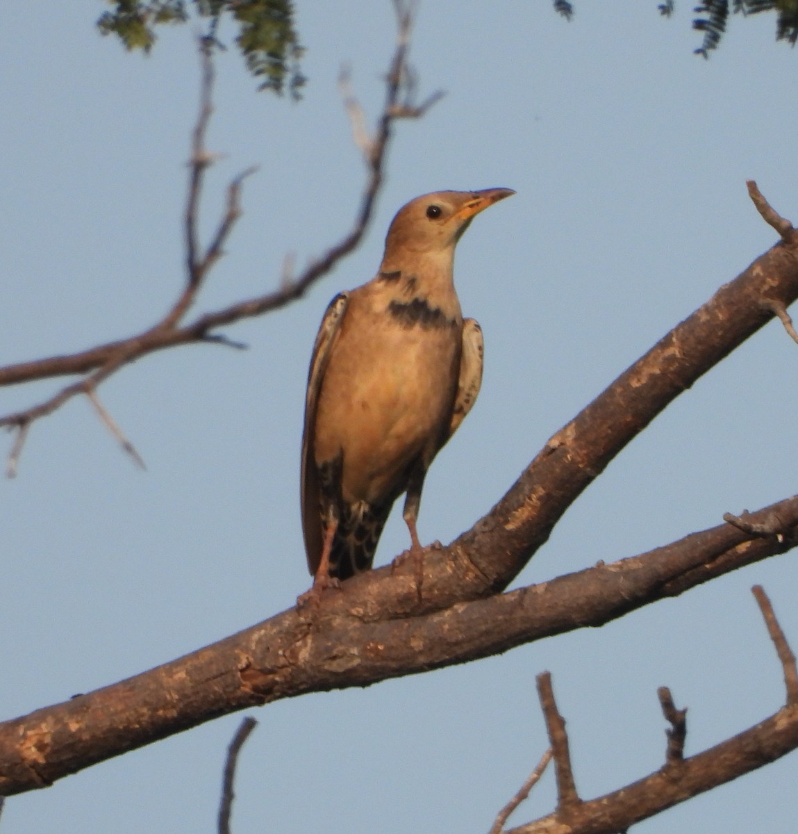 Rosy Starling - ML644994224
