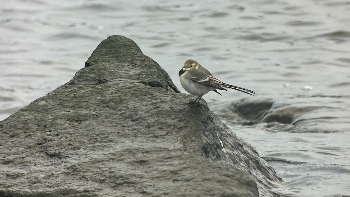 White Wagtail - ML644994227