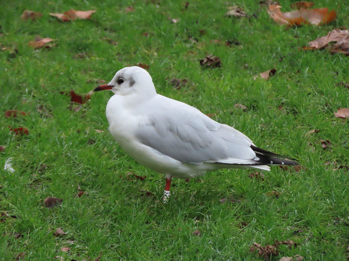 Black-headed Gull - ML644994232