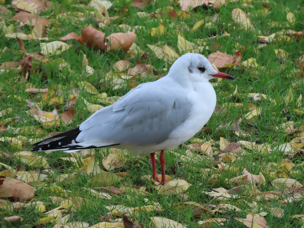 Black-headed Gull - ML644994233
