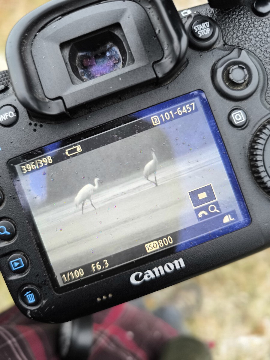 Whooping Crane - ML644994237