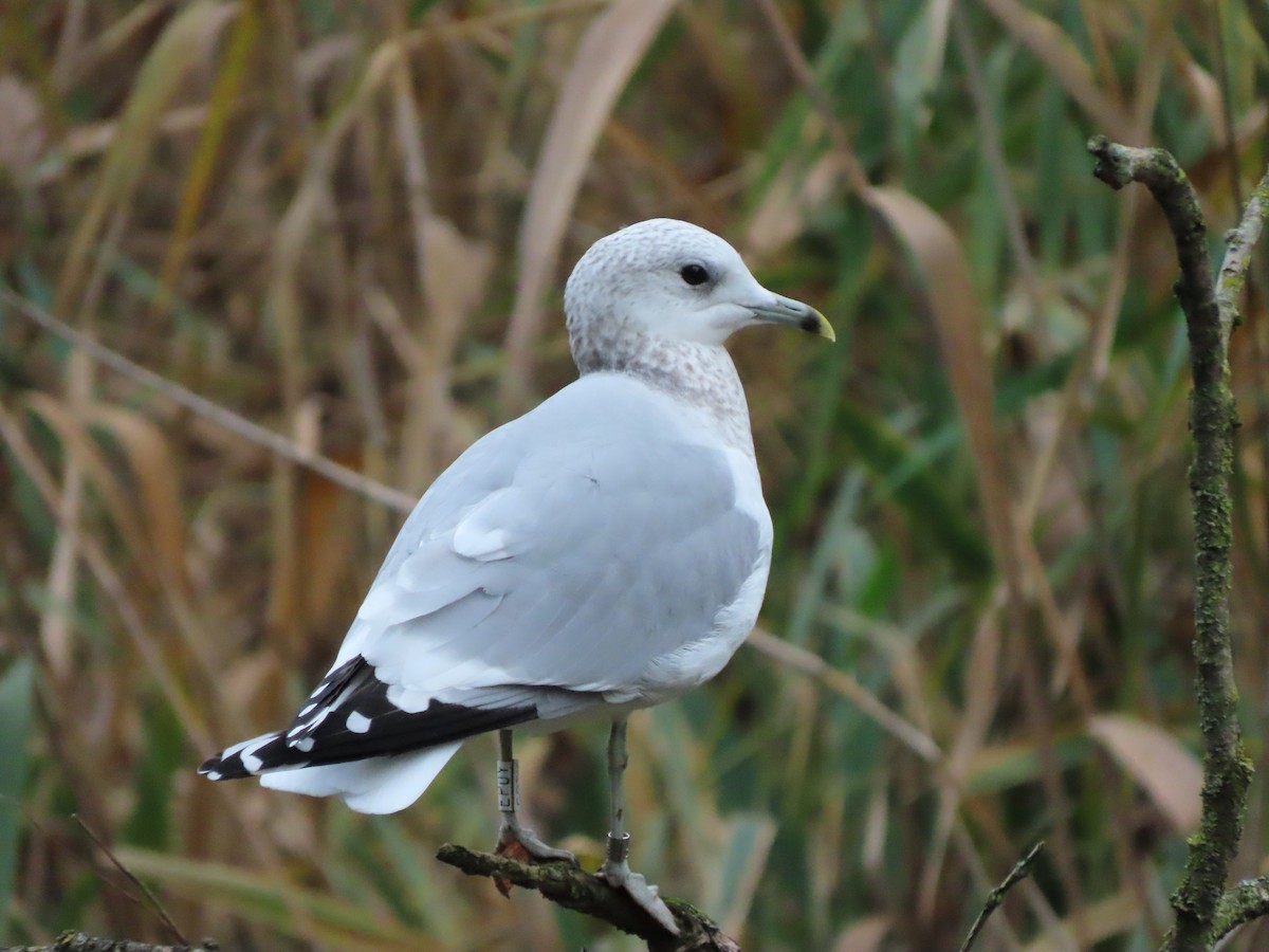 Common Gull - ML644994238