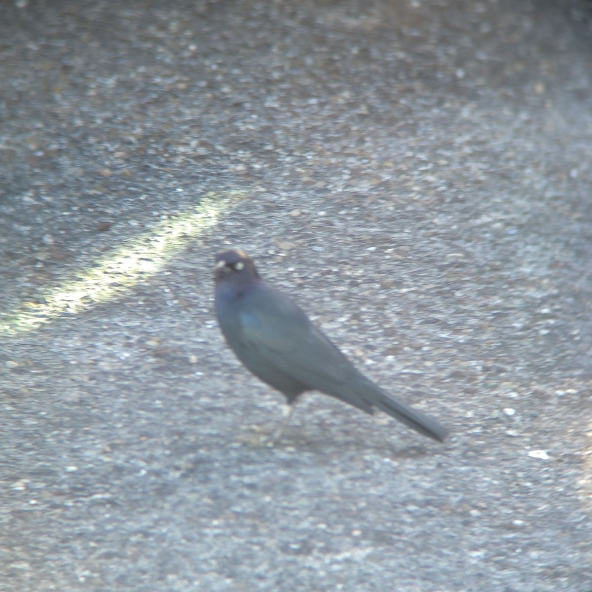 eBird Checklist - 8 Nov 2025 - Pebble Beach--Bird & Seal Rocks - 1 species