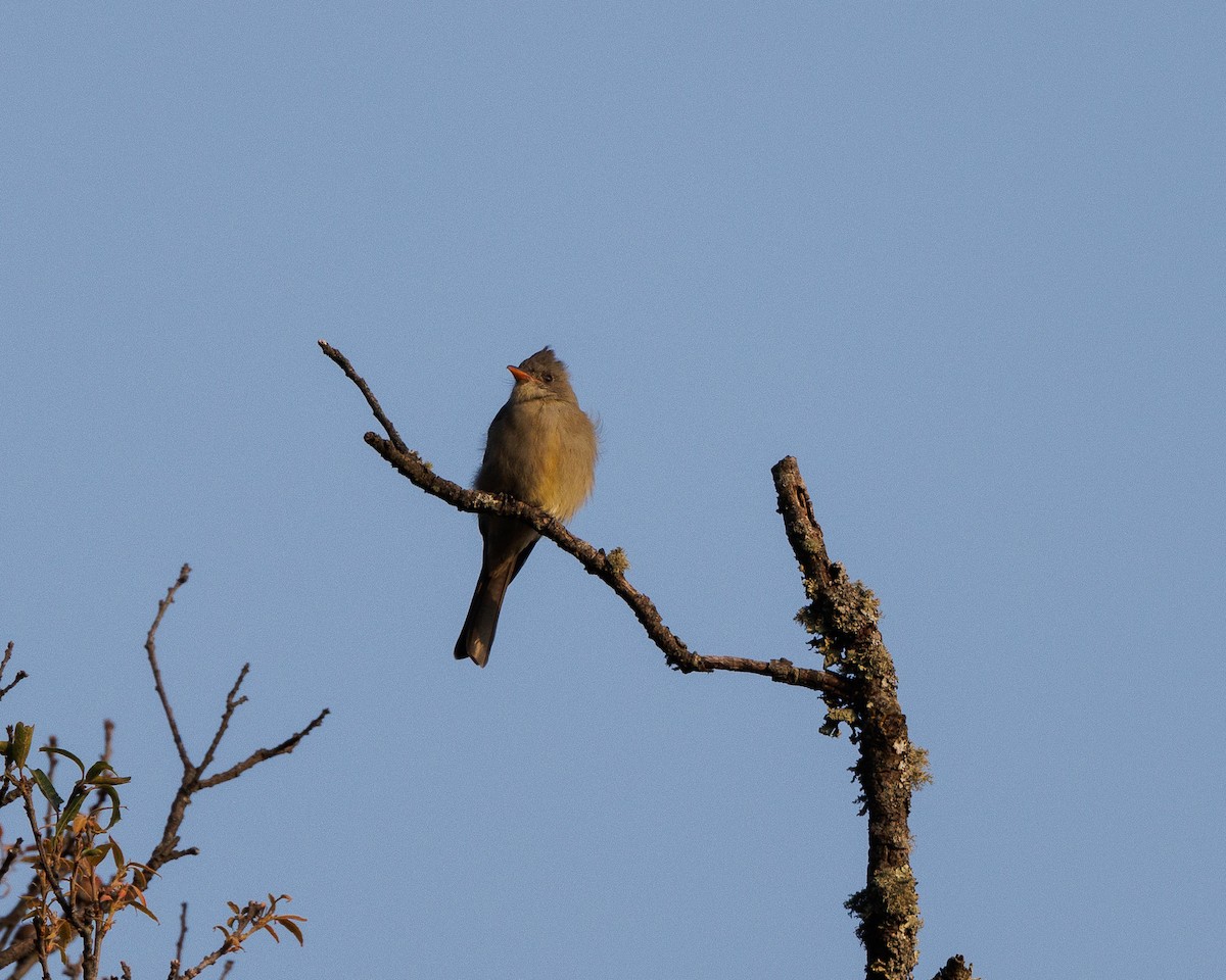 Greater Pewee - ML644994279