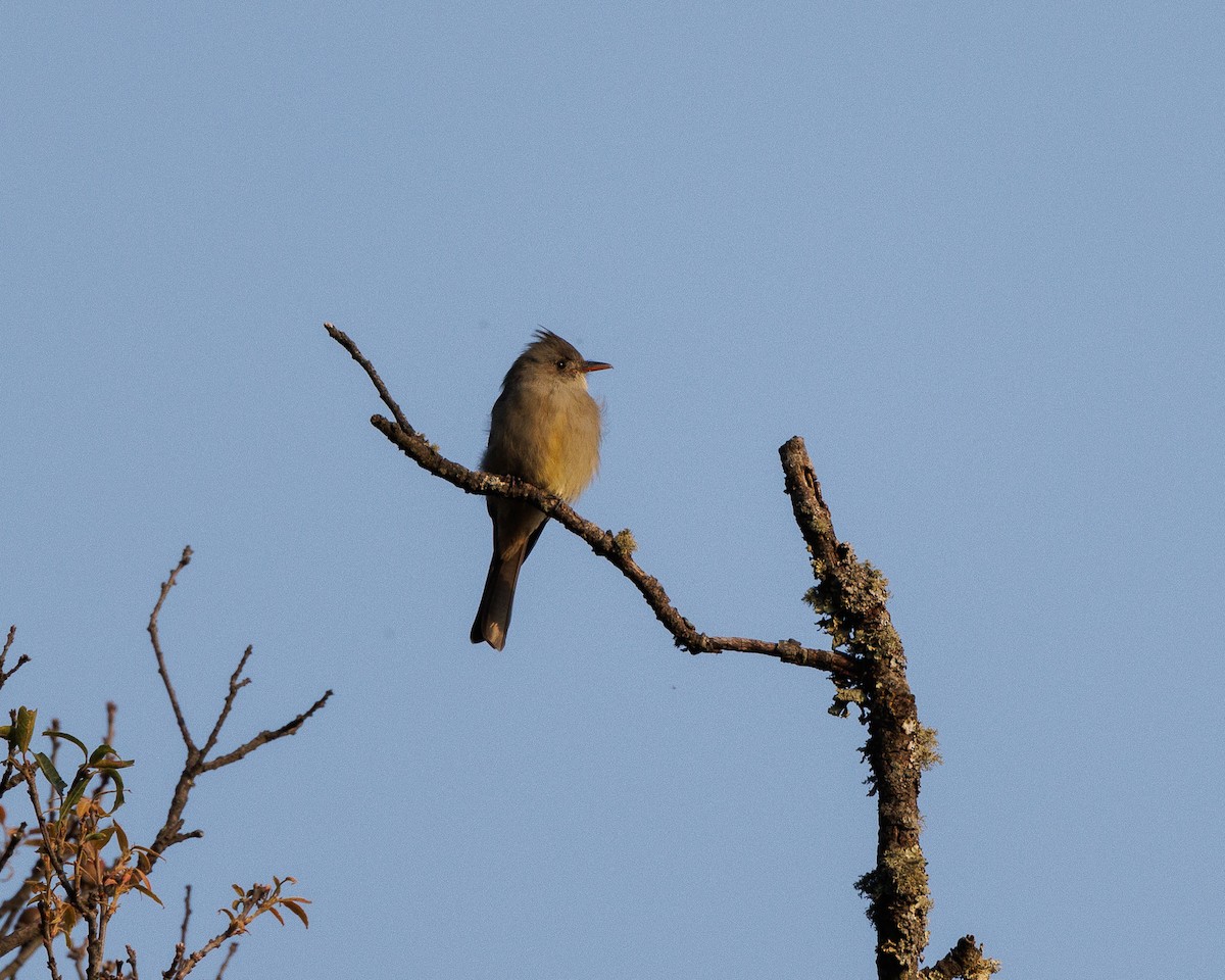 Greater Pewee - ML644994283