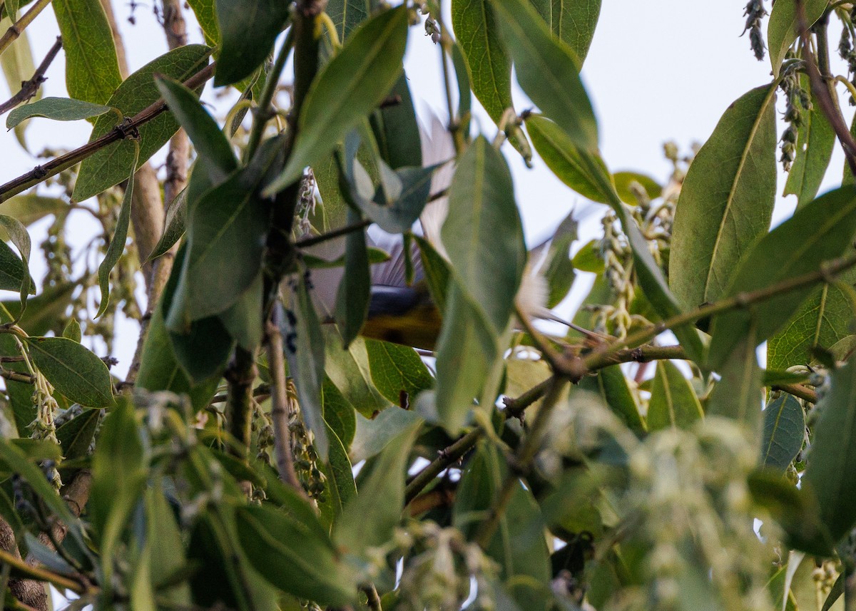 Crescent-chested Warbler - ML644994291