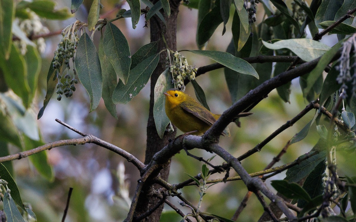 Wilson's Warbler - ML644994296