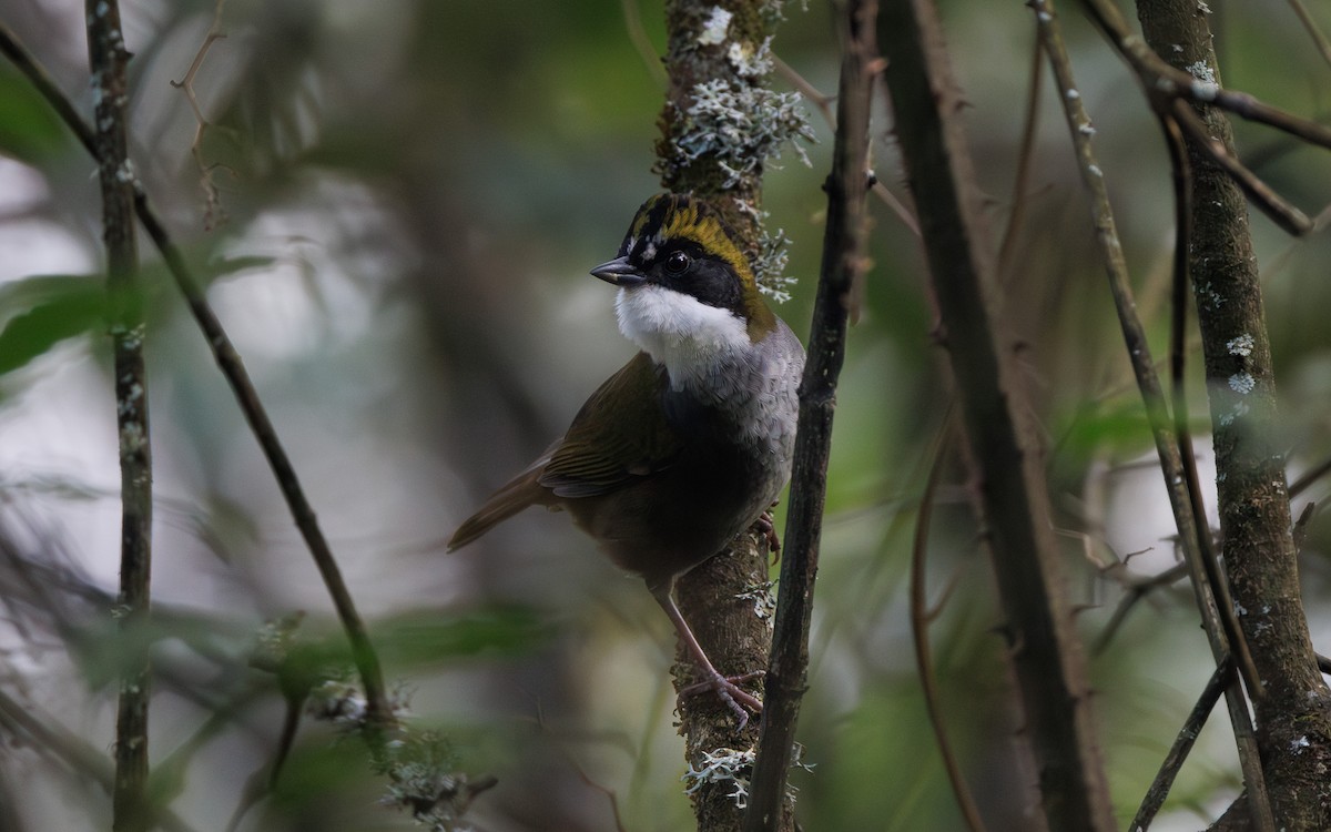 Green-striped Brushfinch - ML644994300